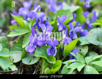Im Frühling wächst das wilde Waldviolett (Viola odorata) Stockfoto