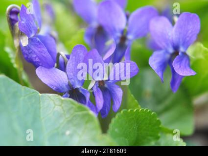 Im Frühling wächst das wilde Waldviolett (Viola odorata) Stockfoto