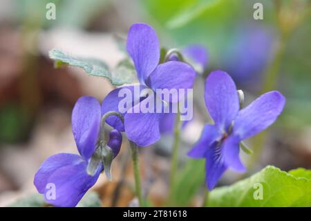 Im Frühling wächst das wilde Waldviolett (Viola odorata) Stockfoto