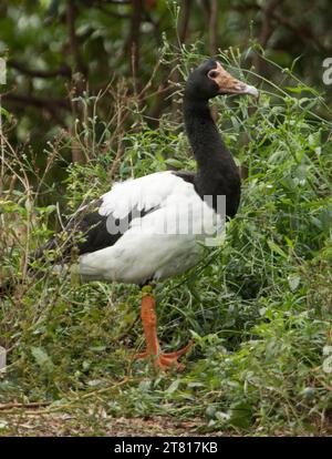 Australische Magpie-Gans, Anseranas semipalmata, großer schwarz-weißer Wasservogel mit roten Beinen und Gesicht, inmitten smaragdgrüner Vegetation im Stadtpark Stockfoto