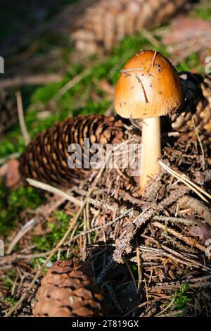 Pilze, sonnendurchflutete Pilze, Pilze im Wald Stockfoto