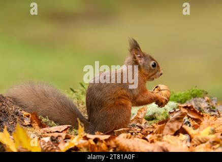 Rotes Eichhörnchen, wissenschaftlicher Name, Sciurus vulgaris, niedliches rotes Eichhörnchen mit tuftigen Ohren, wachsam und im Herbst einen Nussbaum in der Hand, nach rechts gerichtet. Kinloch Ranno Stockfoto