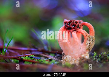 Klein, schlüpft er aus einem Ei und entwickelt eine eigenartige und farbenfrohe geisterhafte Architektur am Gipfel. Wenn das Ei (2-3 cm, weiß und Gelatinou Stockfoto