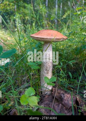 Im Herbstwald wuchs ein junger, essbarer Waldpilz mit Orangenmütze Boletus (Leccinum aurantiacum) an. Vorderansicht Nahaufnahme. Stockfoto