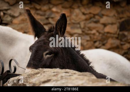 Schönes weißes Eselpferd in Granadilla, Caceres, Extremadura, Spanien Stockfoto
