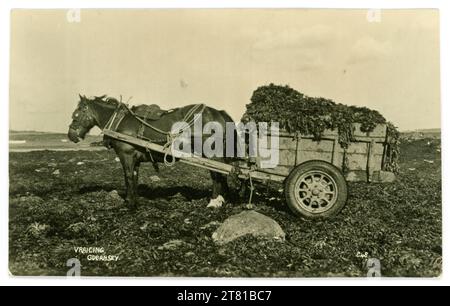 Ursprüngliche Postkarte aus der Zeit der frühen 1900er-Jahre mit „Vraicing“ Seetang bei Ebbe mit Pferd und Wagen, Guernsey. Vraicing ist eine lange Tradition in Guernsey und Jersey. Vraicing bedeutet das Sammeln von „Vraice“ oder Seetang zur Düngemittelverwendung. Postkarte veröffentlicht von Norman Grut, Guernsey, Kanalinseln. Um die 1920er / 1930er Jahre Stockfoto