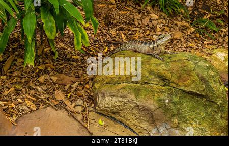 Eine Frilled Lizard wartet aufmerksam auf ein Insektenmahl in Brisbane, Queensland Stockfoto