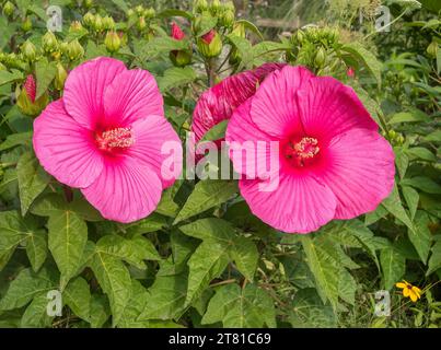 Wunderschöne rote tropische Hibiskusblüten mit langem Pistil. Stockfoto