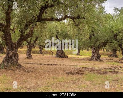 Traditionelle Olivenanpflanzung im Dorf Grees. Stockfoto