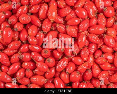 Viele frische rote Hagebutten wurden im Wald gesammelt. Stockfoto