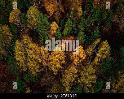 Diese fesselnde Drohnenaufnahme zeigt die bezaubernde Schönheit eines Nadelwaldes in der Umgebung des Herbstes. Beleuchtet durch das warme Leuchten des EV Stockfoto