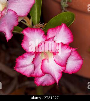 Spektakuläre dunkelrosa und weiße Doppelblume von Adenium obtusum, Wüstenrose vor dunkelbraunem Hintergrund - in Australien Stockfoto