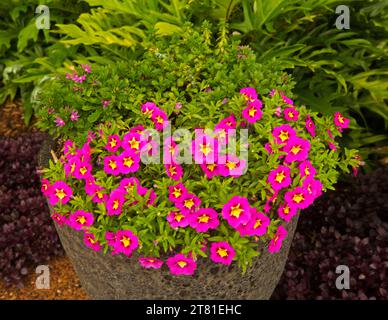 Spektakuläre Calibrachoa mehrjährige Petunie mit Massen von leuchtenden rosa/roten Blüten mit gelben Zentren, die in einem braunen Behälter in Australien wachsen Stockfoto