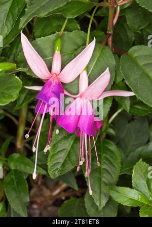 Wunderschöne leuchtend rosa und lila Blüten von Fuchsia auf dem Hintergrund von grünem Laub in einem Garten in Australien Stockfoto