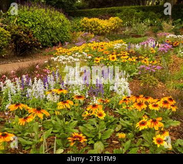 Rudbeckias mit großen goldgelben Blüten und Salvien, die im Gartenbeet in Australien gepflanzt werden Stockfoto
