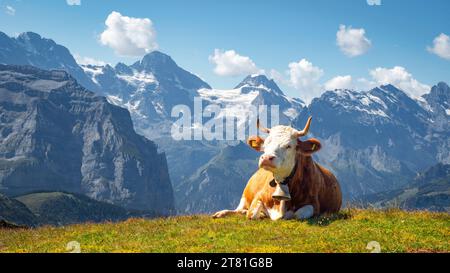 Braune und weiße schweizer Kuh mit einer Kuhglocke, die auf dem Gras auf einer Almweide in den Schweizer Alpen liegt Stockfoto