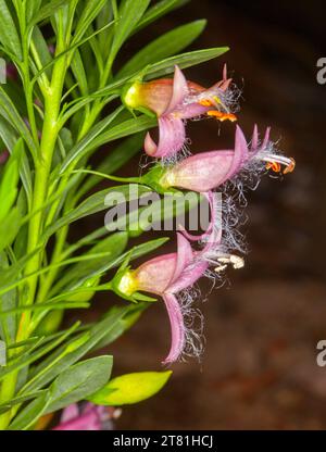 Rosafarbene Blüten, gelbe Knospen und leuchtend grüne Blätter von Eremophila racemosa x maculata „Fairy Floss“, australischem Sträucher, Emu Bush. Dunkelbraunes Bckgd. Stockfoto