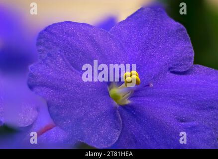 Fokus gestapelte Nahaufnahme von tiefblauen afrikanischen Violett-Blüten mit Details von Antheren und Stigma -09 Stockfoto