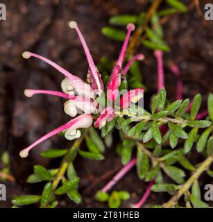 Rosafarbene und weiße Blüten und kleine grüne Blätter von Grevillea „Winter Delight“, einer einheimischen australischen Pflanze, einem Sträucher, vor dunkelbraunem Hintergrund Stockfoto