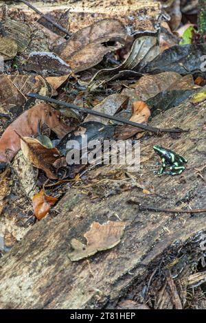 Costa Rica, Parque Nacional Carara - 22. Juli 2023: Grüner und schwarzer Giftpfeil oder Pfeilfrosch auf nassbraunem Baumstamm mit toten schwarzen und braunen Blättern Stockfoto