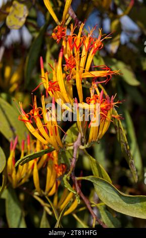 Eine Gruppe von leuchtenden, orange- und rotspitzen röhrenförmigen Blüten und grünen Blättern der Mistel, einer parasitären Pflanze, die in Australien wächst Stockfoto