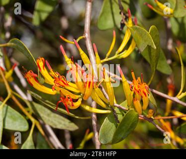 Eine Gruppe von leuchtenden, orange- und rotspitzen röhrenförmigen Blüten und grünen Blättern der Mistel, einer parasitären Pflanze, die in Australien wächst Stockfoto