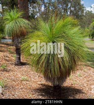 Grasbaum, Xanthorrhoea johnsonii, im Mount Coottha Botanic Gardens, Brisbane Australian Stockfoto