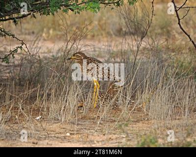 Zwei gefleckte Dikkop mit dickem Knie (Burhinus capensis), eines steht still im Schatten des Busches und eines fast versteckt auf dem Nest sitzend, Kenia, Afrika Stockfoto