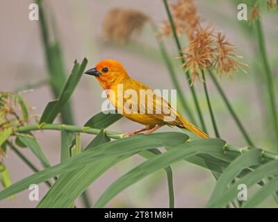 Leuchtend gelber männlicher Golden Palm Weaver (Ploceus bojeri), der im Schilf am Fluss am Galana River in Kenia, Afrika nistet Stockfoto