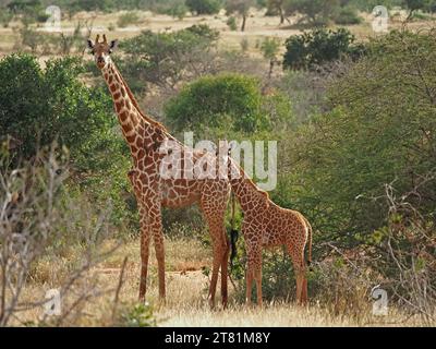 Die Mutter der retikulierten Giraffe (Giraffa reticulata/Giraffa camelopardalis reticulata) und das Kalb blickten beide in die Kamera in der Provinz Galana, Kenia, Afrika Stockfoto