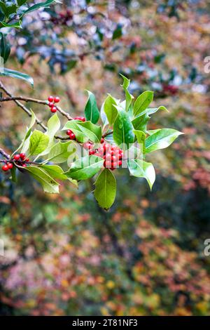 Holly Beeren und Blätter Stockfoto