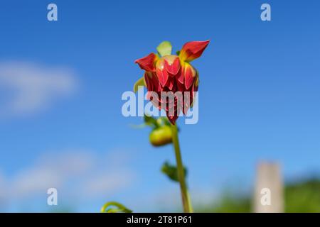 Closed Pink Dahlia auf der Cider Hill Farm in Amesbury, MA. Stockfoto