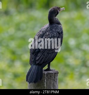 Nahaufnahme des Doppelhaubenkormorans, der auf Pylon im Everglades-Nationalpark sitzt Stockfoto