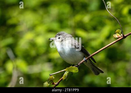 Nahaufnahme eines Warblings Vireo, der während des Frühlingszuges auf einem grünen Zweig thront, Long Point, Ontario, Kanada Stockfoto