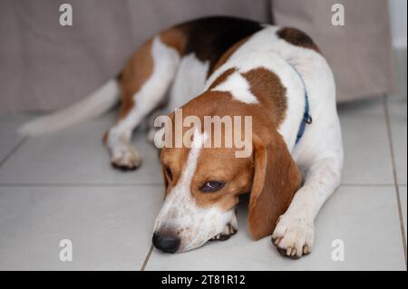 Beagle-Hund lag aus nächster Nähe auf dem Boden Stockfoto