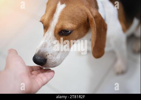 Beagle-Hund riechen menschliche Hand aus nächster Nähe Stockfoto