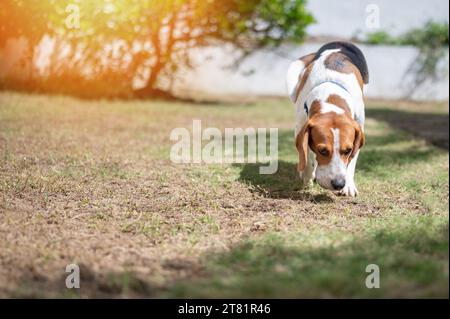 Laufender Beagle-Hund mit Tennisball auf grüner Terrasse Stockfoto