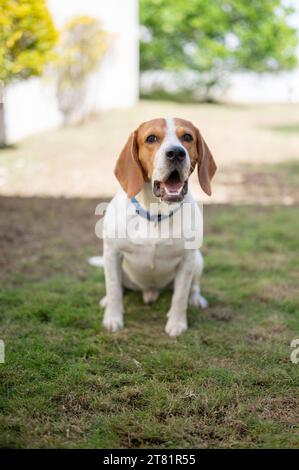 Porträt des Beagle-Hundes sitzt auf grünem Gras Terrasse Hintergrund Stockfoto