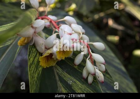 Verschiedene Arten von Blumen in Bildern, um ihre Schönheit und ihre Details zu sehen. Stockfoto