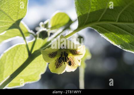 Verschiedene Arten von Blumen in Bildern, um ihre Schönheit und ihre Details zu sehen. Stockfoto