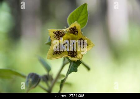 Verschiedene Arten von Blumen in Bildern, um ihre Schönheit und ihre Details zu sehen. Stockfoto