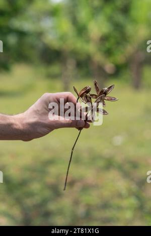 Verschiedene Arten von Blumen in Bildern, um ihre Schönheit und ihre Details zu sehen. Stockfoto