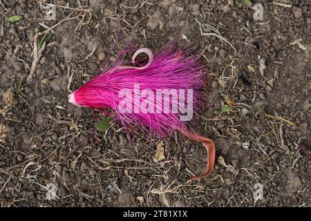 Verschiedene Arten von Blumen in Bildern, um ihre Schönheit und ihre Details zu sehen. Stockfoto