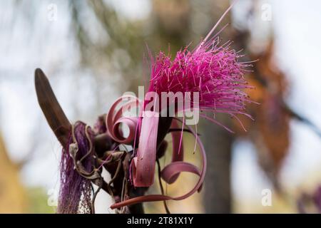 Verschiedene Arten von Blumen in Bildern, um ihre Schönheit und ihre Details zu sehen. Stockfoto