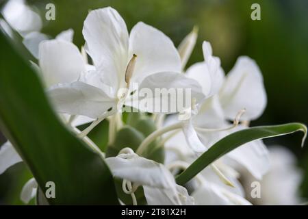 Verschiedene Arten von Blumen in Bildern, um ihre Schönheit und ihre Details zu sehen. Stockfoto