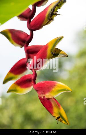 Verschiedene Arten von Blumen in Bildern, um ihre Schönheit und ihre Details zu sehen. Stockfoto