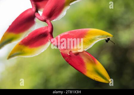 Verschiedene Arten von Blumen in Bildern, um ihre Schönheit und ihre Details zu sehen. Stockfoto