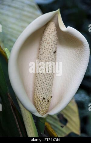 Verschiedene Arten von Blumen in Bildern, um ihre Schönheit und ihre Details zu sehen. Stockfoto