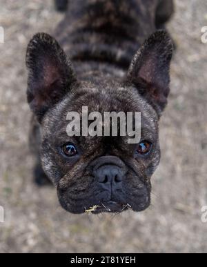 Brindle französische Bulldogge mit Gras auf den Lippen Stockfoto