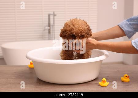 Frau wäscht den süßen Maltipoo-Hund drinnen im Becken. Schönes Haustier Stockfoto